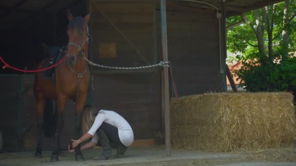 Cheerful female with long blonde hair putting grey bandages on purebred stallion legs to protect from injuries during riding. Horse stable. Concept of animal caring. — Stock Video