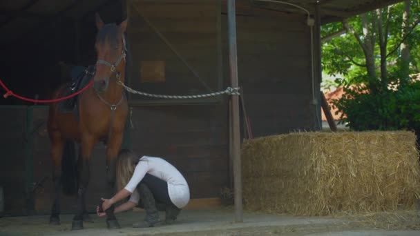 Donna allegra con lunghi capelli biondi che mette bende grigie sulle gambe di stallone di razza pura per proteggere dalle lesioni durante la guida. Una scuderia. Concetto di cura degli animali. — Video Stock