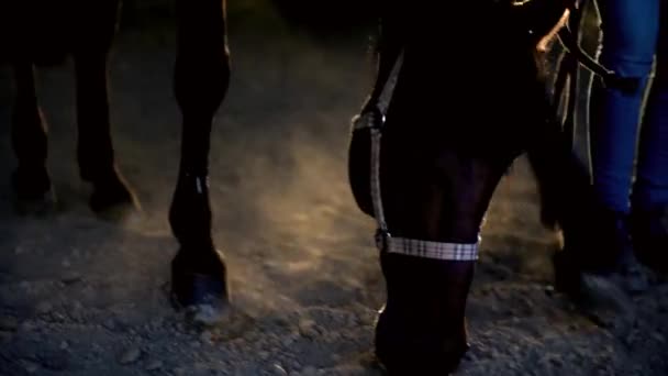 Gün batımında atının yanında yürüyen genç bir kadın. Çiftlikte bir kadın tarafından giydirilmiş sıradan kıyafetler.. — Stok video