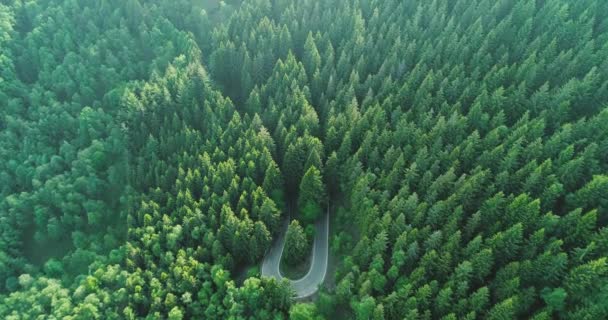 松林の中の道を曲げるヘアピンの空中トップビュー。夏には松林に道路の空中ビュー。スローモーション — ストック動画