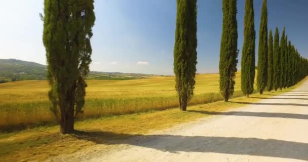 Hermoso viaje fuera de la carretera en la campiña Toscana. Árbol de pino verde a ambos lados, y campo amarillo a su alrededor, cielo azul — Vídeos de Stock