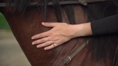 Eğitimden sonra genç bir kadının kahverengi atı elle okşamasına yakın çekim. Arkadaşlık, ilgi, saygı, şefkat, güven kavramları