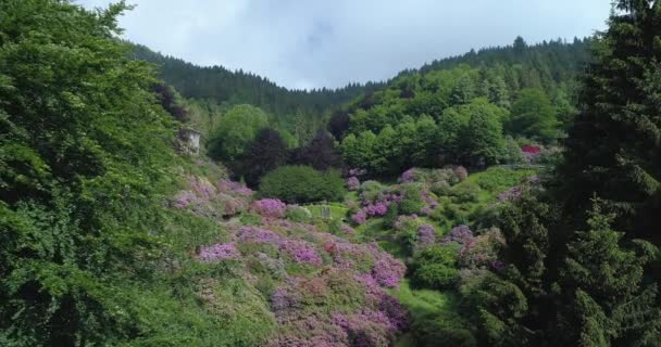 Luchtfoto van gekleurde en bloemenvallei, oasi van de natuur in het voorjaar. Vliegen over bloeiende berg met roze, paarse, violette, groene planten. slow motion — Stockvideo