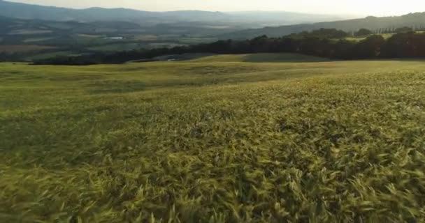 Luftaufnahme der Landschaft. Landschaft, Weizenland, goldenes Weizenfeld, das an einem sonnigen Abend in der Toskana in einer leichten Sommerbrise schwingt — Stockvideo