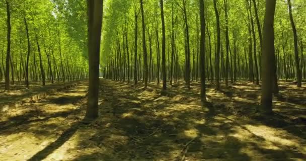 Grön skog, högt träd med grönt lövverk. Toscana park under sommarsäsongen, sol skiner genom lövverk. Grön äng — Stockvideo