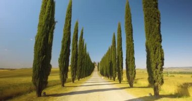 Toskana kırsalında güzel bir off-road gezisi. Her iki tarafta yeşil çam ağacı, ve her yerde sarı kırsal, mavi gökyüzü