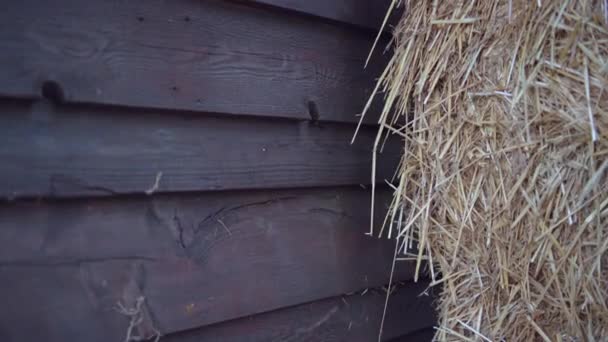 Primer plano de tumbleweed apoyado por granero. Viento soplando, cámara lenta — Vídeo de stock