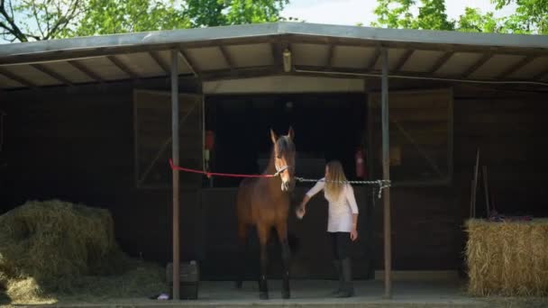 Přední pohled na mladou ženu, jak si před jízdou kartáčuje koně. Hnědý kůň stojící při čištění majitelem štětcem před stájí. — Stock video