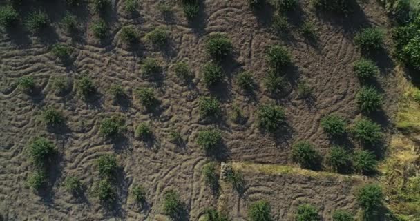 Veduta aerea dei campi di campagna in Sicilia, scena rurale durante il tramonto. Veduta aerea drone colpo di campi agricoli a Salina. Campagna siciliana immersa nell'entroterra dell'isola di Salina. — Video Stock