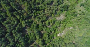 Gökyüzü manzaralı ağaçlar. Yazın başlarında, Sicilya 'nın iç kesimlerinde deniz çamları vardı. Kuru çayır ve zor hava koşulları.