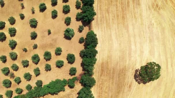 Vista aérea superior do campo toscano filmado com drone na hora de verão. Vista superior do país incrível em tempo ensolarado, campos de trigo, oliveiras verdes — Vídeo de Stock