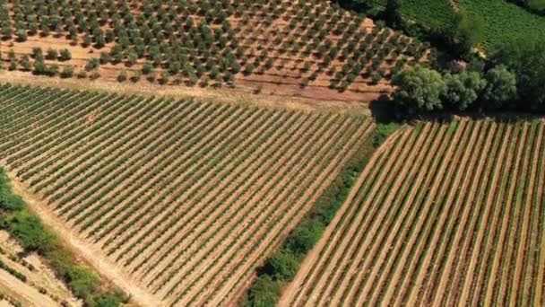 Toscana landsbygd skjuten med drönare på sommaren av vinfält. Flygfoto över fantastiska odlade fält i varmt väder, torra fält, gröna träd, olivträd — Stockvideo