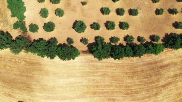 Vista aérea de la campiña toscana con dron a la hora de verano. Vista superior del increíble país en clima soleado, campos de trigo árido, árboles verdes, olivos — Vídeos de Stock