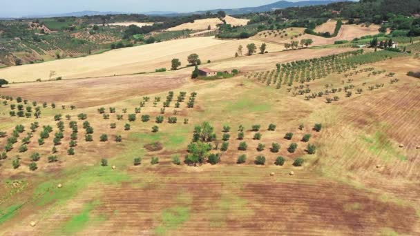 Toskańska wieś zastrzelona dronem latem. Widok z powietrza na niesamowity kraj, pola pszenicy, w słonecznej pogodzie, suche pola, zielone drzewa, drzewa oliwne — Wideo stockowe