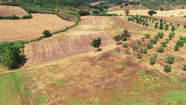 Τοσκάνη ύπαιθρο πυροβολήθηκε με drone το καλοκαίρι. Αεροφωτογραφία των καταπληκτικών αγρών σιταριού χώρας σε ηλιόλουστο καιρό, άνυδρες εκτάσεις, πράσινα δέντρα, ελαιόδεντρα — Αρχείο Βίντεο