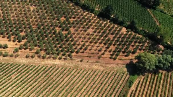 Toskańska wieś zastrzelona dronem latem. Widok z lotu ptaka na niesamowite pola uprawne w upalne dni, suche pola, zielone drzewa, drzewa oliwne — Wideo stockowe