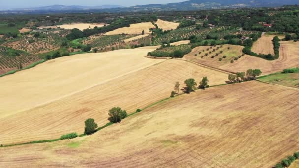 Campo toscano con dron a la hora de verano. Vista aérea de campos de trigo país increíble en tiempo soleado, campos áridos, árboles verdes, olivos — Vídeos de Stock