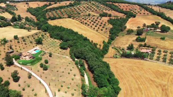Τοσκάνη ύπαιθρο πυροβολήθηκε με drone το καλοκαίρι. Αεροφωτογραφία της καταπληκτικής χώρας σε ηλιόλουστο καιρό, άγονα χωράφια, πράσινα δέντρα, ελαιόδεντρα — Αρχείο Βίντεο