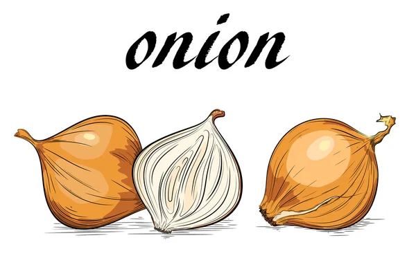 Yellow onion. Isolated on white. Broken and whole bulb — Stock Vector