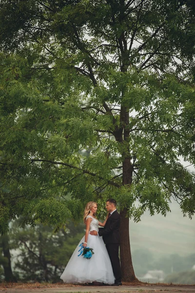 Свадебная пара целуется под деревом — стоковое фото