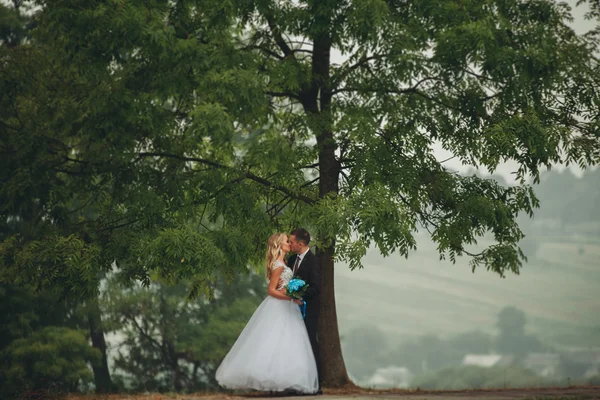 Boda pareja besándose bajo árbol —  Fotos de Stock