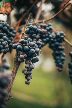 Onlara yakın şık dekorasyonu ile lüks alyans