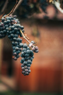 Onlara yakın şık dekorasyonu ile lüks alyans