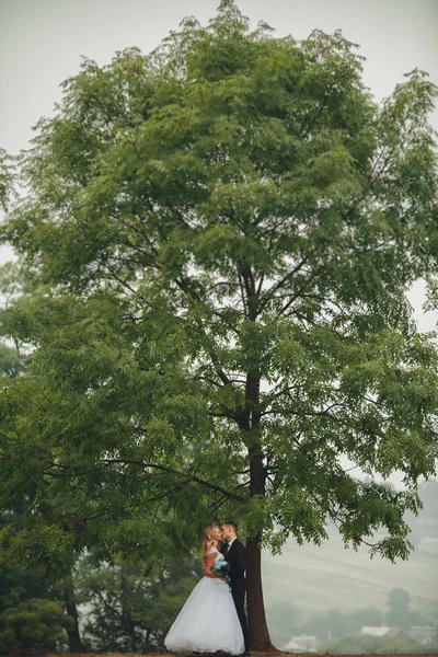 Casamento casal beijando debaixo da árvore — Fotografia de Stock