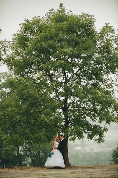 Casamento casal beijando debaixo da árvore — Fotografia de Stock