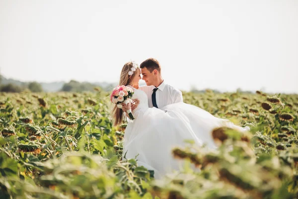 Pareja de boda besándose y posando en un campo de girasoles —  Fotos de Stock