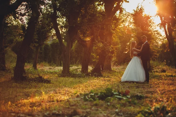 Krásný romantický svatební pár novomanželů objímání v parku při západu slunce — Stock fotografie