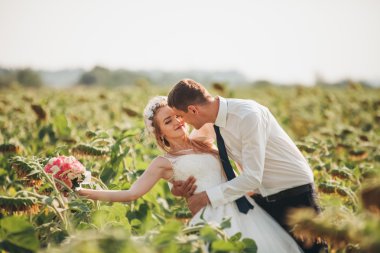 Düğün çift öpüşme ve ayçiçeği tarlasında poz