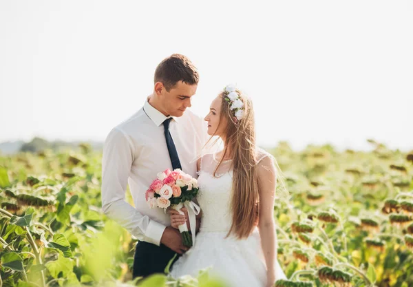 Pareja de boda besándose y posando en un campo de girasoles —  Fotos de Stock