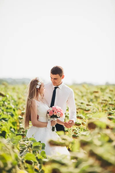 Pareja de boda besándose y posando en un campo de girasoles — Foto de Stock