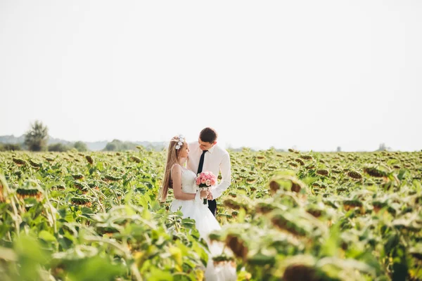 Pareja de boda besándose y posando en un campo de girasoles —  Fotos de Stock