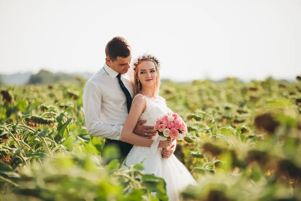 Pareja de boda besándose y posando en un campo de girasoles — Foto de Stock