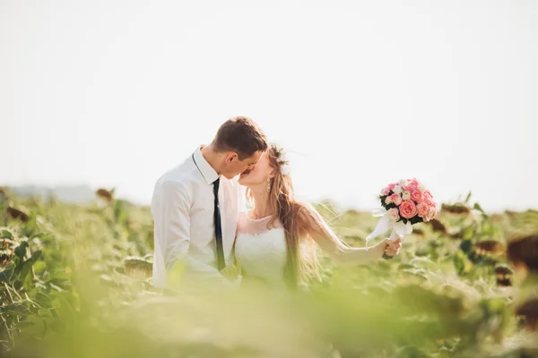 Düğün çift öpüşme ve ayçiçeği tarlasında poz — Stok fotoğraf