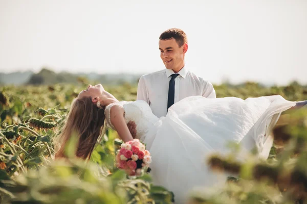 Bröllop par kyssar och poserar i ett fält av solrosor — Stockfoto