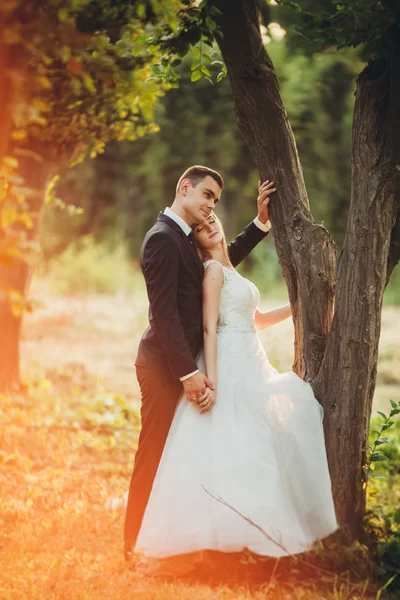 Hermosa pareja romántica de recién casados abrazándose en el parque en la puesta del sol —  Fotos de Stock