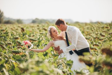 Düğün çift öpüşme ve ayçiçeği tarlasında poz