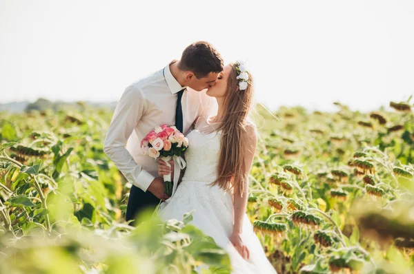 婚礼情侣接吻和构成在字段中的向日葵 — 图库照片