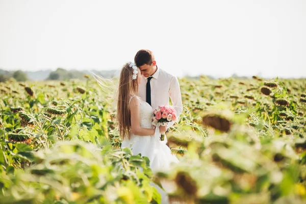 Düğün çift öpüşme ve ayçiçeği tarlasında poz — Stok fotoğraf