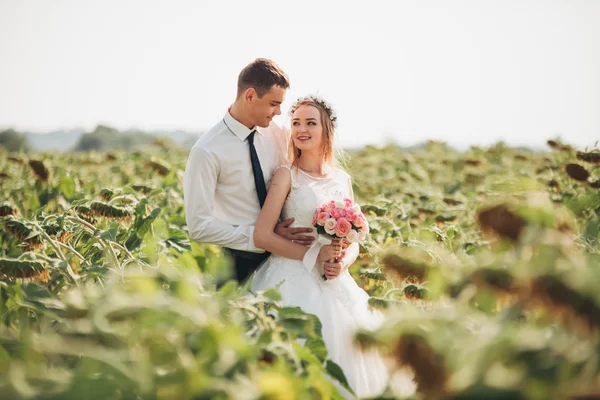 Pareja de boda besándose y posando en un campo de girasoles —  Fotos de Stock