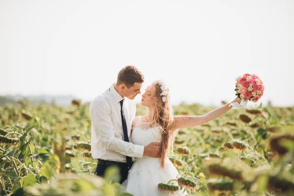 Pareja de boda besándose y posando en un campo de girasoles —  Fotos de Stock