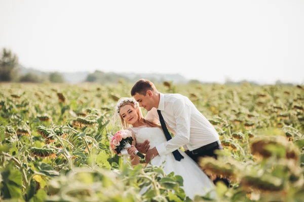 Couple de mariage baisers et posant dans un champ de tournesols — Photo