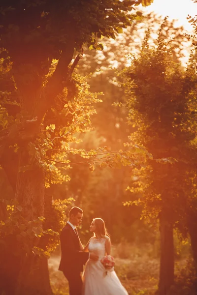 Vackra romantiska bröllop par nygifta kramas i parken vid solnedgången — Stockfoto