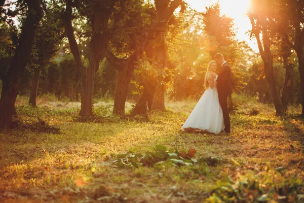 Bella coppia di sposi romantici che si abbracciano nel parco al tramonto — Foto Stock