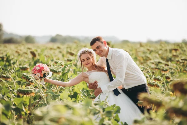 Pareja de boda besándose y posando en un campo de girasoles —  Fotos de Stock