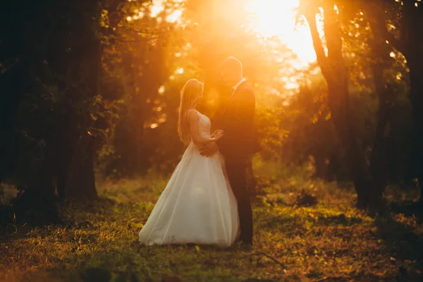 Beautiful romantic wedding couple of newlyweds hugging in park on sunset — Stock Photo, Image
