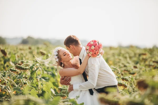 Pareja de boda besándose y posando en un campo de girasoles —  Fotos de Stock